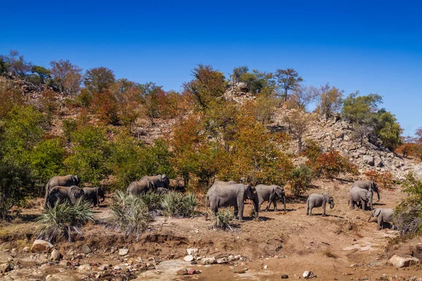 Manada Africana Elefantes Arbustos Caminando Paisajes Rocosos Parque Nacional Kruger — Foto de Stock