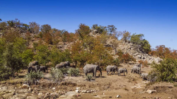 Allevamento Elefanti Del Bush Africano Passeggiando Nel Paesaggio Del Masso — Foto Stock