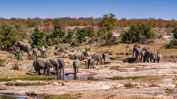 Alberi Elefanti Cespugli Africani Che Bevono Riva Fiume Nel Parco — Foto Stock