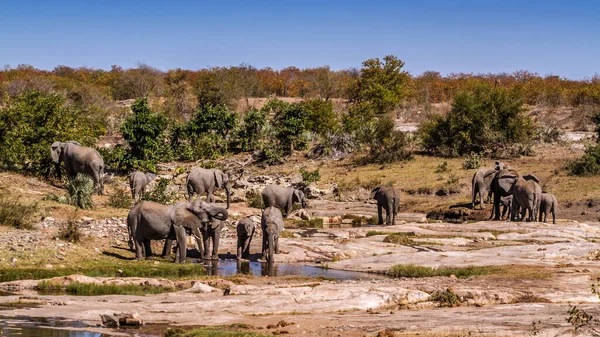 Stado Słoni Afrykańskich Pijących Krajobrazie Brzegowym Rzeki Parku Narodowym Kruger — Zdjęcie stockowe