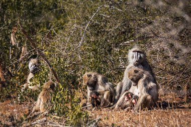 Güney Afrika Kruger Ulusal Parkı 'nda Chacma babunu sevimli aile manzarası; Cercopithecidae familyasından Specie Papio ursinus