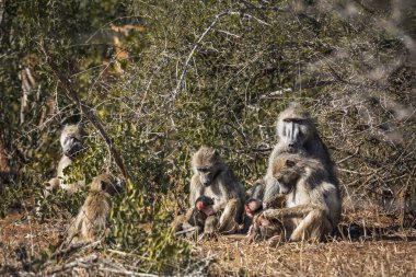 Güney Afrika Kruger Ulusal Parkı 'nda Chacma babunu sevimli aile manzarası; Cercopithecidae familyasından Specie Papio ursinus