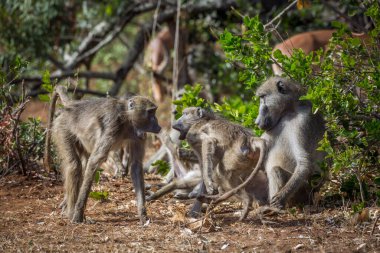 Güney Afrika Kruger Ulusal Parkı 'nda Chacma babunu aile kavgası; Cercopithecidae ailesinden Specie Papio ursinus