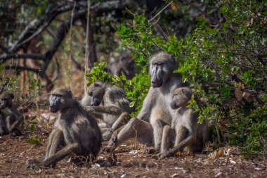 Güney Afrika Kruger Ulusal Parkı 'nda Chacma babunu sevimli aile manzarası; Cercopithecidae familyasından Specie Papio ursinus
