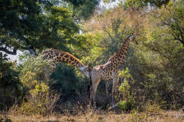 Güney Afrika Kruger Ulusal Parkı 'nda bir çift zürafa, Giraffidae' nin Tür Züraffa camelopardalis ailesinde geçit töreni.