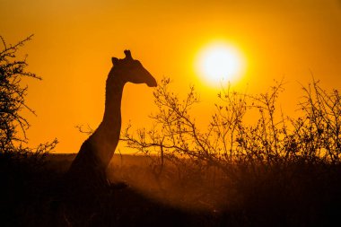 Günbatımında Güney Afrika 'daki Kruger Ulusal Parkı' nda zürafa portresi; Giraffidae ailesinden Tür Giraffa camelopardalis