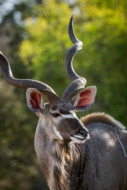 Güney Afrika Kruger Ulusal Parkı 'nda daha büyük bir erkek portresi; Bovidae familyasından Specie Tragelaphus strepsiceros