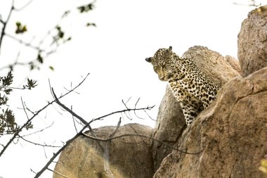 Güney Afrika 'daki Kruger Ulusal Parkı' ndaki bir kayadan seyreden leopar Felidae ailesinden Specie Panthera pardus