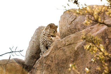 Güney Afrika 'daki Kruger Ulusal Parkı' ndaki bir kayadan seyreden leopar Felidae ailesinden Specie Panthera pardus