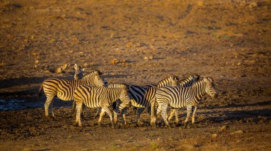Güney Afrika 'daki Kruger Ulusal Parkı' nda şafak vakti su birikintisinde küçük bir grup Plains zebra; Equidae ailesinden Specie Equus quagga burchellii