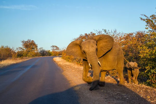 Африканский Слон Пересекает Сафари Дорогу Защищая Ребенка Национальном Парке Крюгер — стоковое фото