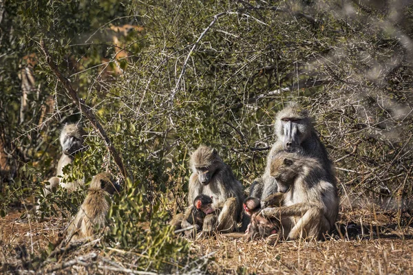 Chacma Babuino Lindo Paisaje Familiar Parque Nacional Kruger Sudáfrica Especie — Foto de Stock