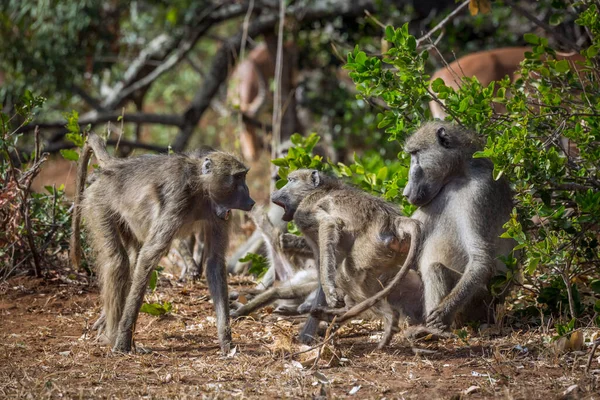 Chacma baboon family fight in Kruger National park, South Africa ; Specie Papio ursinus family of Cercopithecidae