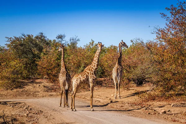 Drei Giraffen Auf Safari Schotterpiste Kruger Nationalpark Südafrika Giraffenfamilie Camelopardalis — Stockfoto