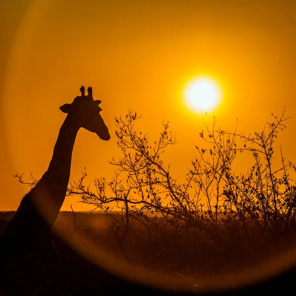 Retrato Girafa Pôr Sol Parque Nacional Kruger África Sul Espécie — Fotografia de Stock