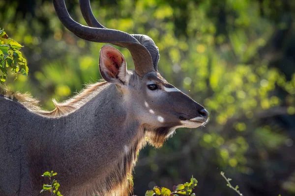 Větší Kudu Mužský Portrét Kruger National Park Jižní Afrika Specie — Stock fotografie