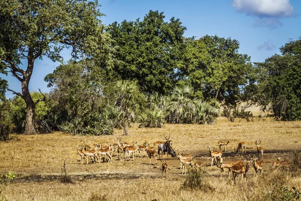 Rebaño Común Impala Paisaje Pozos Agua Parque Nacional Kruger Sudáfrica —  Fotos de Stock