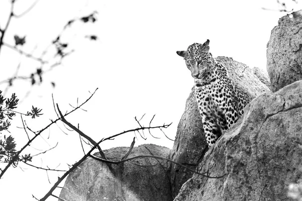 Leopard Watching Boulder Kruger National Park África Sul Specie Panthera — Fotografia de Stock