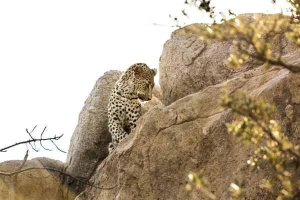 Leopard Watching Boulder Kruger National Park África Sul Specie Panthera — Fotografia de Stock