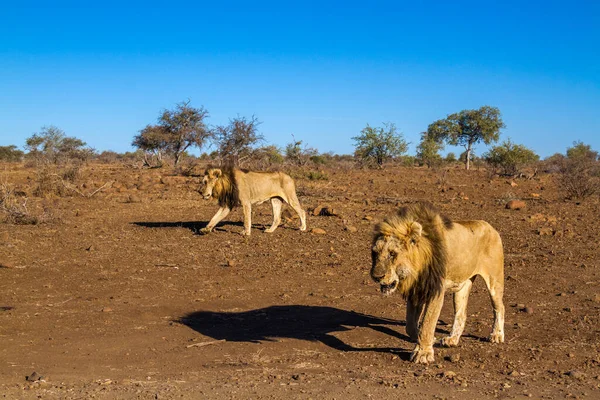 Δύο Αφρικανικά Λιοντάρια Που Περπατούν Ξηρά Πεδινά Στο Εθνικό Πάρκο — Φωτογραφία Αρχείου