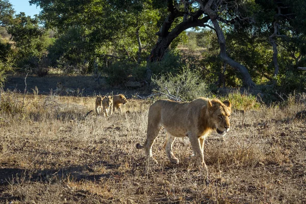 Αφρικανικό Λιοντάρι Στο Εθνικό Πάρκο Kruger Νότια Αφρική Οικογένεια Felidae — Φωτογραφία Αρχείου