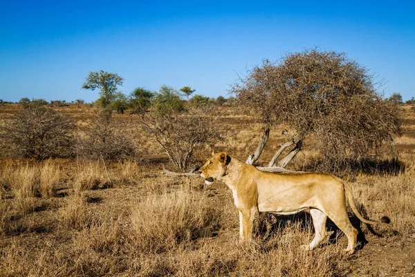 Αφρικανική Λέαινα Που Παραμονεύει Στους Θάμνους Στο Εθνικό Πάρκο Kruger — Φωτογραφία Αρχείου
