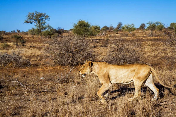 Leoaică Africană Urmărire Tufiș Parcul Național Kruger Africa Sud Familia — Fotografie, imagine de stoc