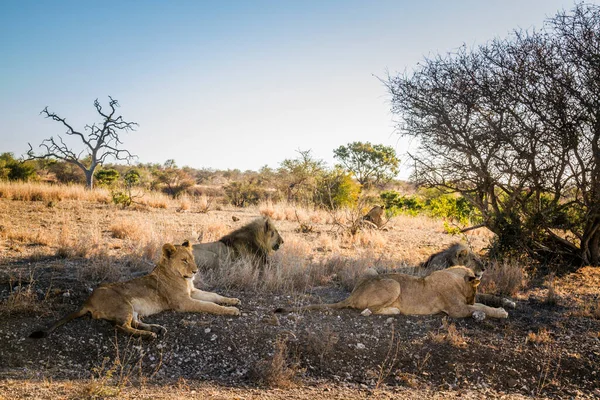 Orgulho Leão Africano Deitado Sombra Parque Nacional Kruger África Sul — Fotografia de Stock