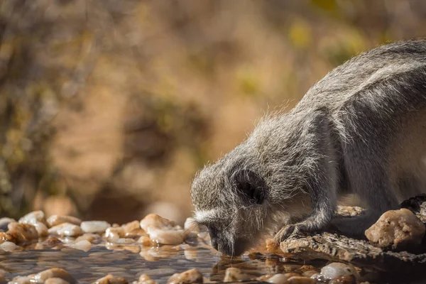 Portrait Singe Vervet Buvant Dans Trou Eau Dans Parc National — Photo