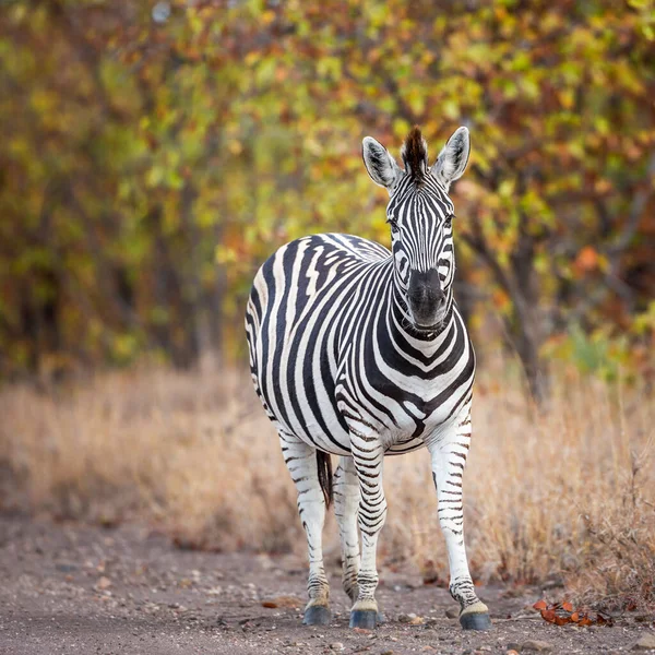 Równina Zebra Stojąca Jesienią Tle Liści Parku Narodowym Kruger Republika — Zdjęcie stockowe