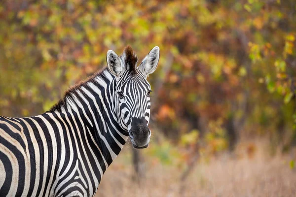 Równiny Portret Zebry Tle Jesiennych Kolorów Parku Narodowym Kruger Rpa — Zdjęcie stockowe