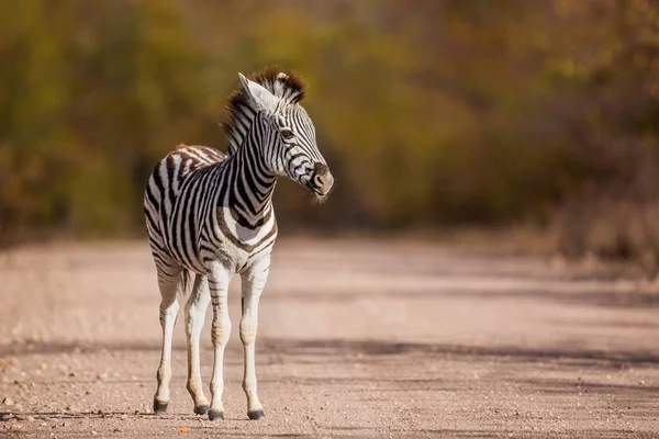 Baby Plains Zebra Stojąca Żwirowej Drodze Safari Parku Narodowym Kruger — Zdjęcie stockowe