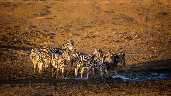 Kis Csoport Sík Zebra Hajnalban Kruger Nemzeti Park Dél Afrika — Stock Fotó