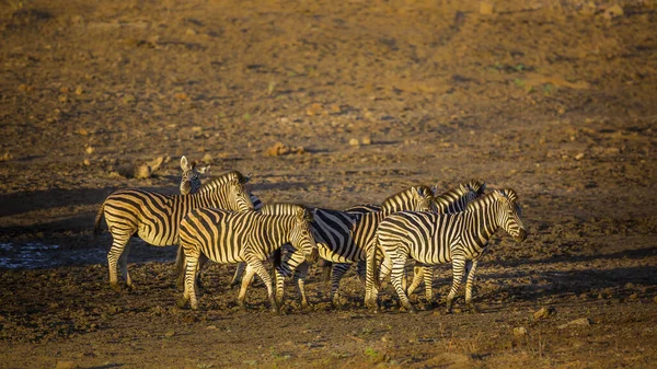 Liten Grupp Slätter Zebra Vid Vattenhål Gryningen Kruger National Park — Stockfoto