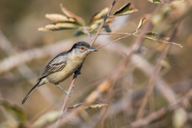 Güney Afrika 'daki Kruger Ulusal Parkı' ndaki bir şubede duran Siyah, Puffback 'li genç; Malaconotidae familyasından Specie Dryoscopus Cubla