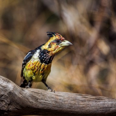 Güney Afrika 'daki Kruger Ulusal Parkı' nda doğal geçmişi olan bir kütüğün üzerinde duran Barbet, Ramphastidae ailesinden Specie Trachyphonus vaillantii.
