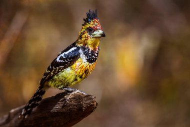 Güney Afrika 'daki Kruger Ulusal Parkı' nda doğal geçmişi olan bir kütüğün üzerinde duran Barbet, Ramphastidae ailesinden Specie Trachyphonus vaillantii.