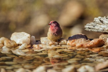 Güney Afrika 'daki Kruger Ulusal Parkı' ndaki su birikintisinde duran kırmızı gagalı Firefinch; Estrildidae 'den Specie ailesi Lagonosticta senegala