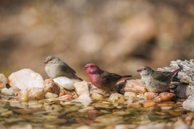 Güney Afrika 'daki Kruger Ulusal Parkı' ndaki su birikintisinde duran üç kırmızı gagalı erkek ve dişi ispinoz; Estrildidae 'den Specie ailesi Lagonosticta senegala