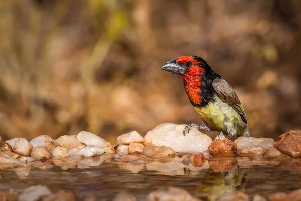 Barbet Collare Nero Piedi Presso Pozza Acqua Nel Parco Nazionale — Foto Stock