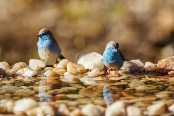 Twee Cordonbleu Met Blauwe Borsten Bij Een Waterpoel Het Kruger — Stockfoto
