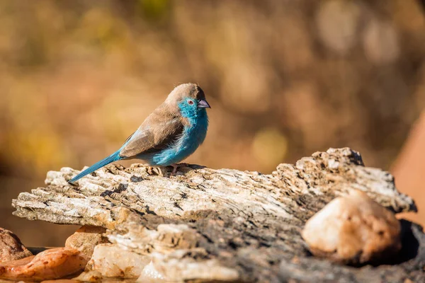 Blue Breasted Cordonbleu Standing Log Fall Colors Background Kruger National — Stock Photo, Image