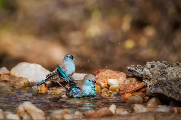 Dvě Modrá Prsa Cordonbleu Koupání Vodní Díře Kruger National Park — Stock fotografie