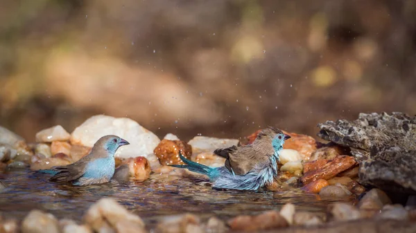 Twee Cordonbleu Met Blauwe Borsten Badend Een Waterpoel Het Kruger — Stockfoto