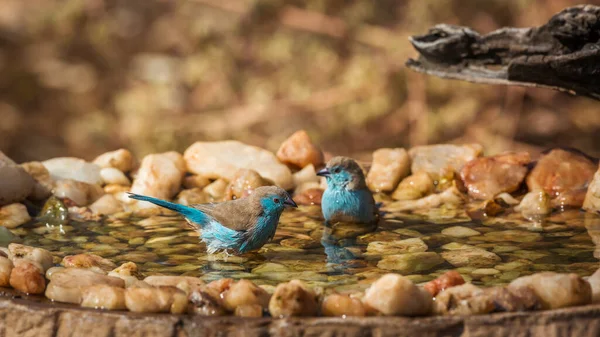 Twee Cordonbleu Met Blauwe Borsten Badend Een Waterpoel Het Kruger — Stockfoto