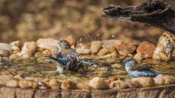 Tre Blåbröstade Cordonbleu Badar Vattenhål Kruger National Park Sydafrika Specie — Stockfoto