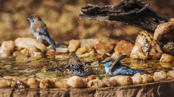 Három Kékmellű Cordonbleu Fürdés Dél Afrikai Kruger Nemzeti Parkban Specie — Stock Fotó