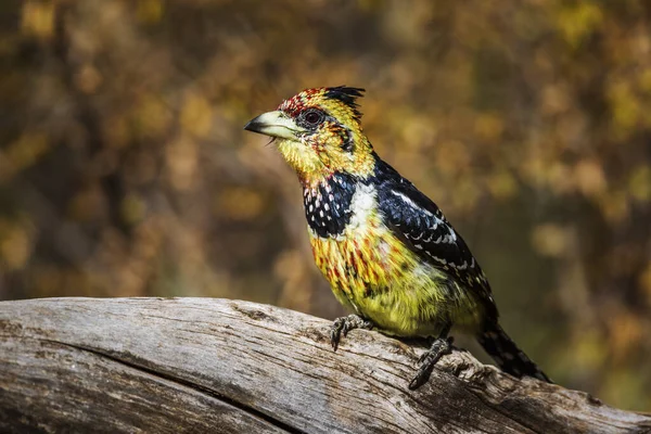 Crested Barbet Sobre Tronco Com Fundo Natural Parque Nacional Kruger — Fotografia de Stock