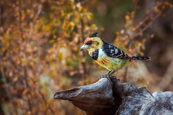 Crested Barbet Staande Een Stam Met Herfstkleuren Achtergrond Kruger National — Stockfoto