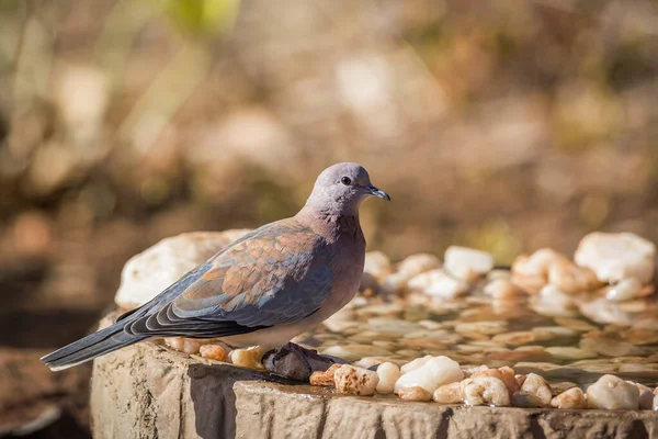 Skrattande Duva Stående Vattenhål Kruger Nationalpark Sydafrika Art Streptopelia Senegalensis — Stockfoto